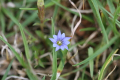 Gentiana pedicellata